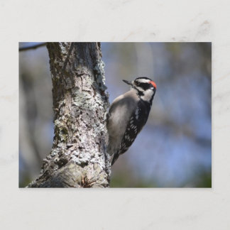 Downy Woodpecker Vykort