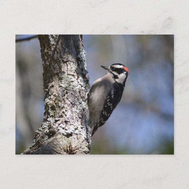 Downy Woodpecker Vykort (Framsida)