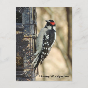 Downy Woodpecker Vykort