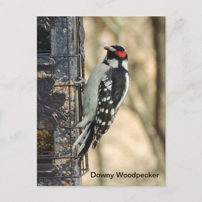 Downy Woodpecker Vykort (Framsida)