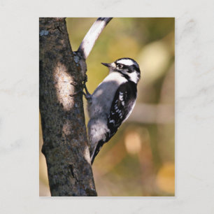 Downy Woodpecker Vykort