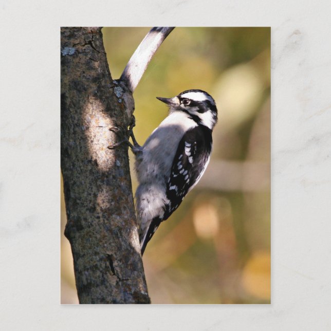 Downy Woodpecker Vykort (Framsida)