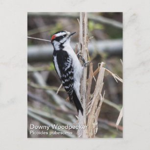 Downy Woodpecker Vykort