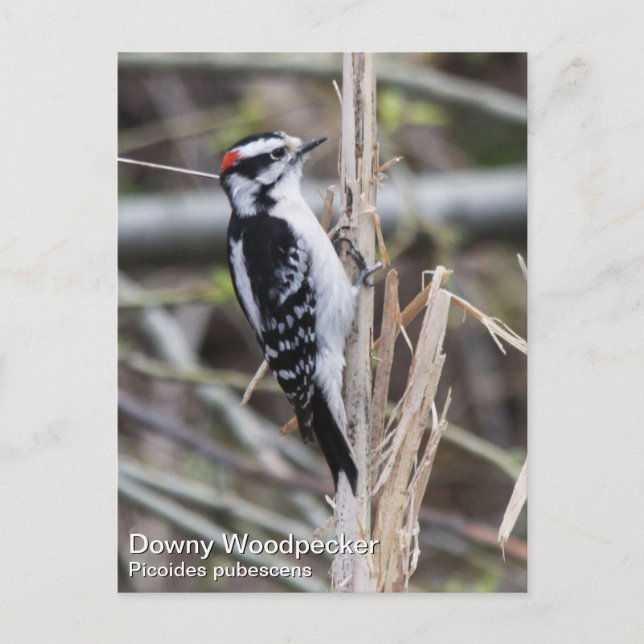 Downy Woodpecker Vykort (Framsida)