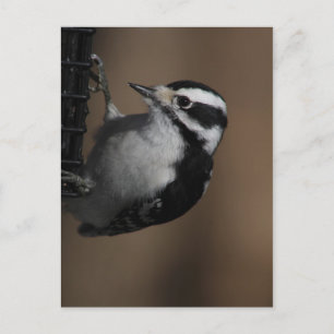 Downy Woodpecker-vykort Vykort