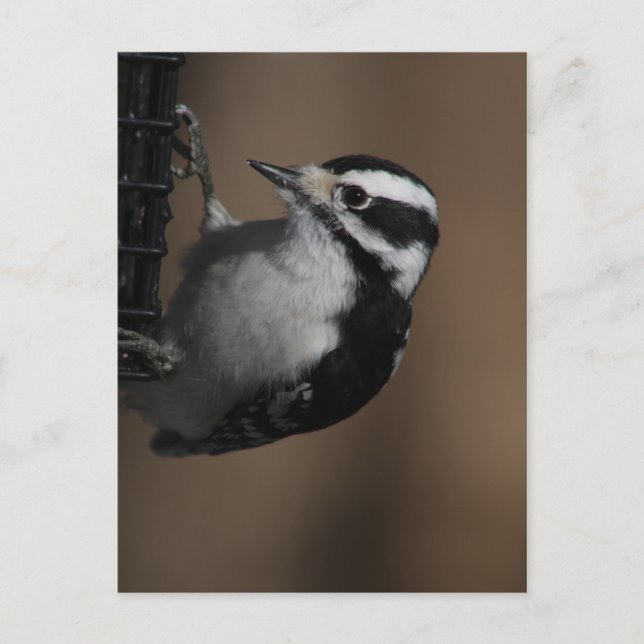 Downy Woodpecker-vykort Vykort (Framsida)