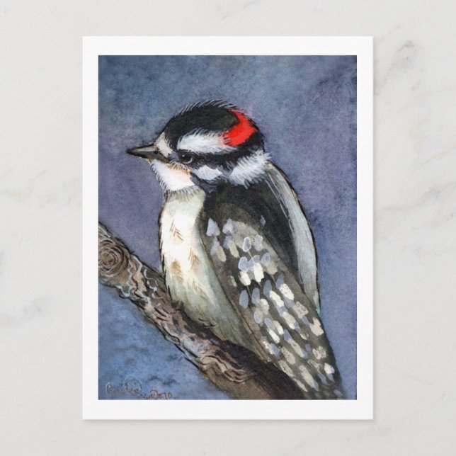 Downy Woodpecker Watercolor Vykort (Framsida)