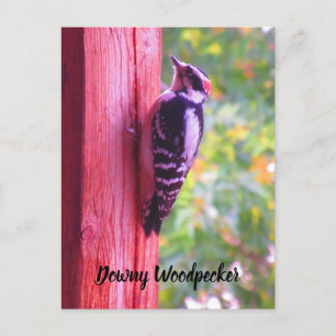 Downy Woodpecker Young Male Bird Canada Vykort
