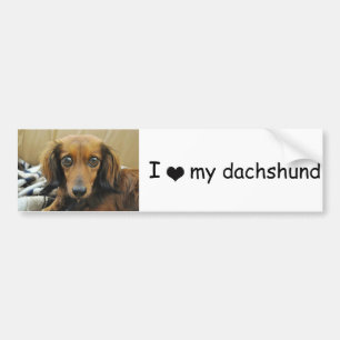 Doxie bildekal