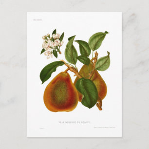 Doyenne du Comice Pear Vykort
