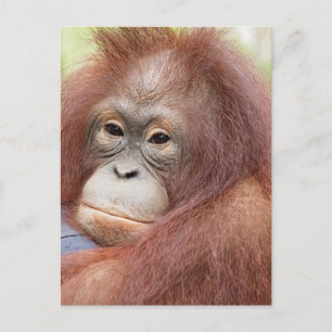 Dr Ann the Orangutan Vykort
