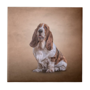 Dra den roliga Bassethundhunden Kakelplatta