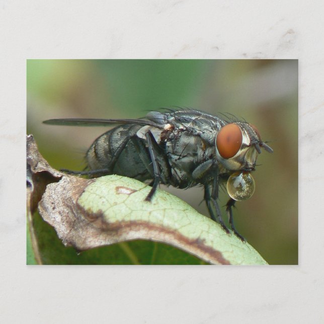 Dra och släpp flygvykort. vykort (Framsida)