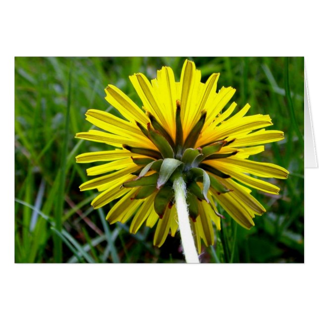 Dra tillbaka av maskrosen hälsningskort (Framsidan Horizontal)