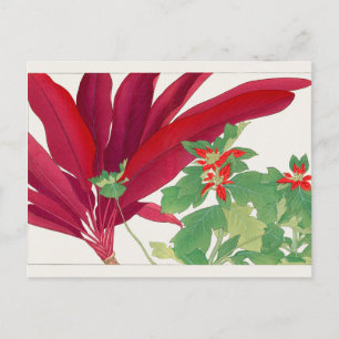 Dracaena, Poinsettia av Tanigami Konan Vykort