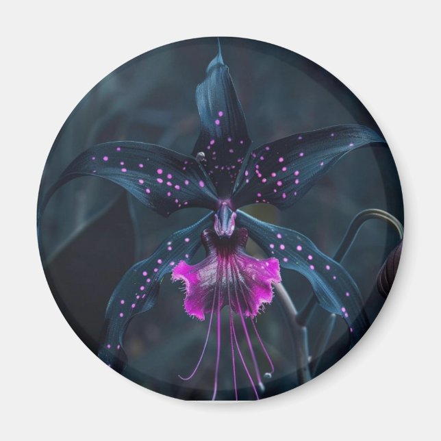 Dracula orchid magnet (Framsidan)