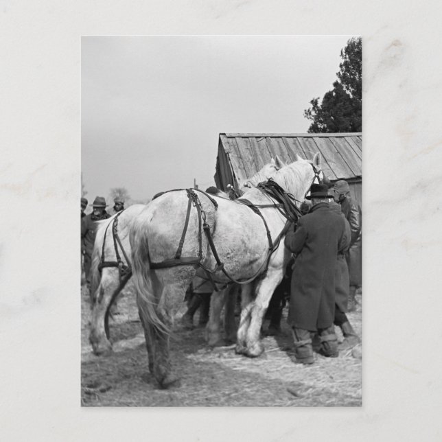 Draft Horse Auction, 1930s Vykort (Framsida)