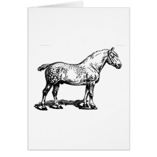 Draft Horse - Dapped OBS Kort