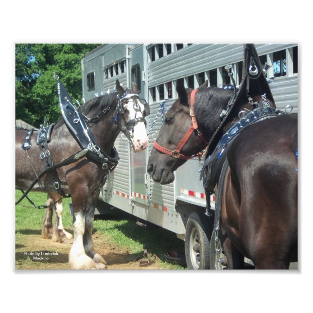 Draft Horse Duo Fototryck (Framsidan)
