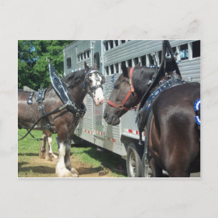 Draft Horse Duo Vykort
