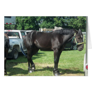 Draft Horse Hälsningskort