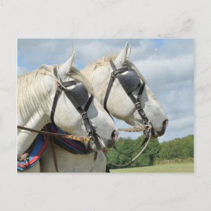 Draft horse porträtt vykort
