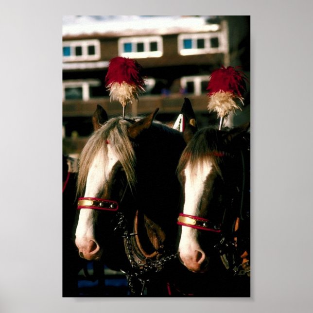 Draft Horse Tandem Poster (Framsidan)