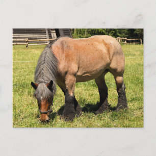 Draft Horse Vykort