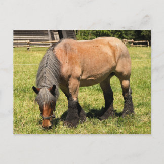 Draft Horse Vykort