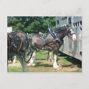Draft Horse Vykort