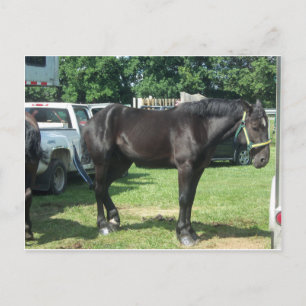 Draft Horse Vykort