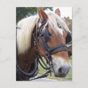 Draft Horse Vykort