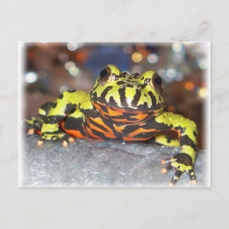 Drago Oriental Fire Belly Toad-vykort Vykort