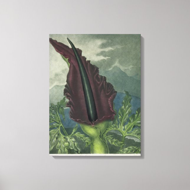 Dragon Arum, graverad av Ward, från Templ Canvastryck (Framsida)