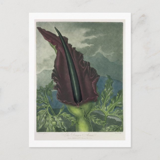 Dragon Arum, graverad av Ward, från Templ Vykort (Framsida)