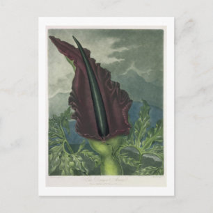 Dragon Arum, graverad av Ward, från Templ Vykort