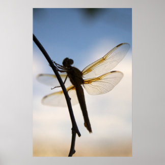 Dragon at rest poster