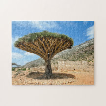 Dragon Blood Träd, Socotra Island, Jemen