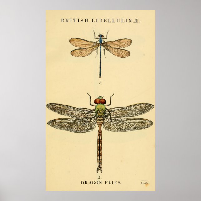 Dragon Flies Litho Poster (Framsidan)