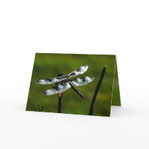 Dragon Fly Greeting Cards