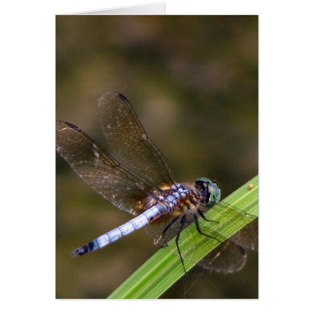 Dragon fly hälsningskort (Framsidan)