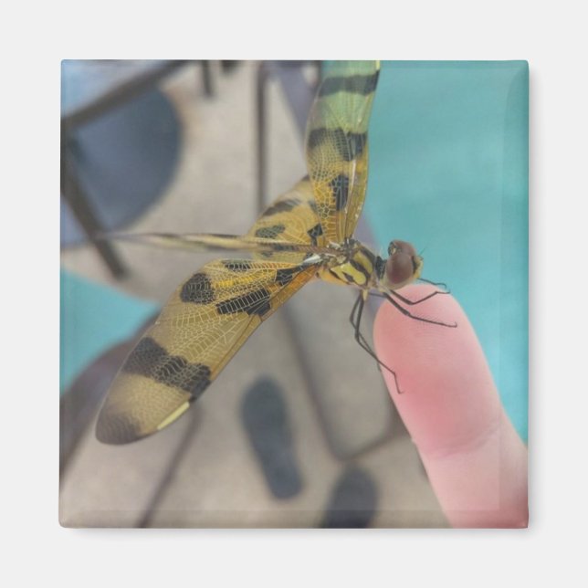 Dragon Fly Magnet (Framsidan)