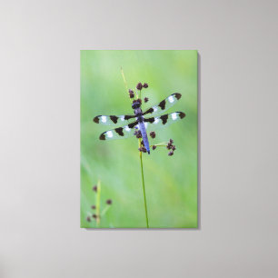 Dragon fly på gräs, Kanada Canvastryck