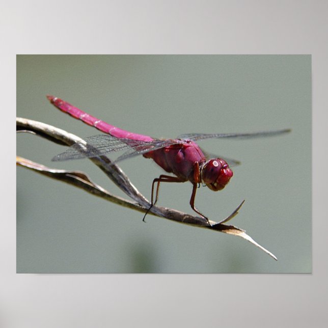 Dragon Fly Poster (Framsidan)
