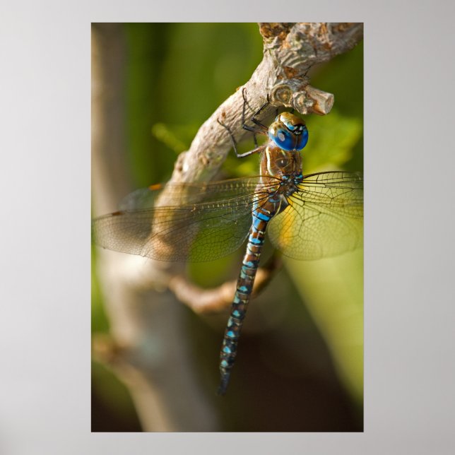 Dragon Fly Poster (Framsidan)