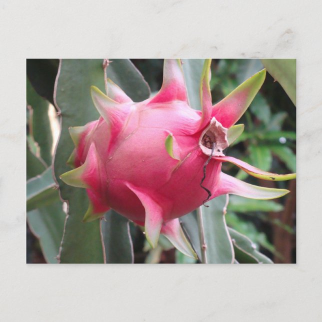 Dragon Fruit-odling Vykort (Framsida)