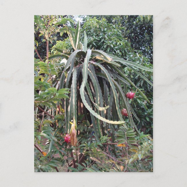 Dragon Fruit Plant Vykort (Framsida)
