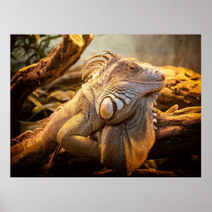 Dragon Iguana Poster