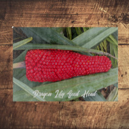 Dragon Lily Red Seed Head
