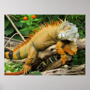 Dragon lizard Poster